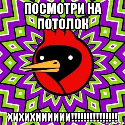 посмотри на потолок хихихииииии!!!!!!!!!!!!!!!, Мем Омская птица