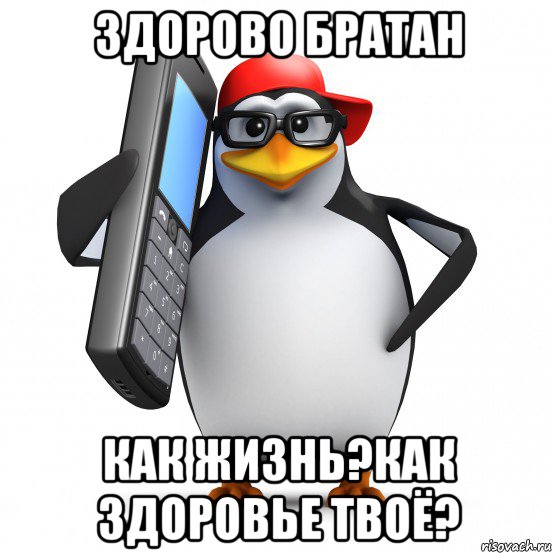 здорово братан как жизнь?как здоровье твоё?, Мем   Пингвин звонит