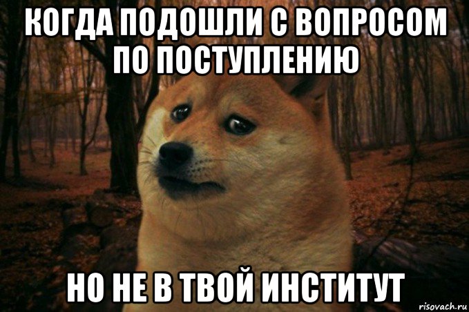 когда подошли с вопросом по поступлению но не в твой институт, Мем SAD DOGE