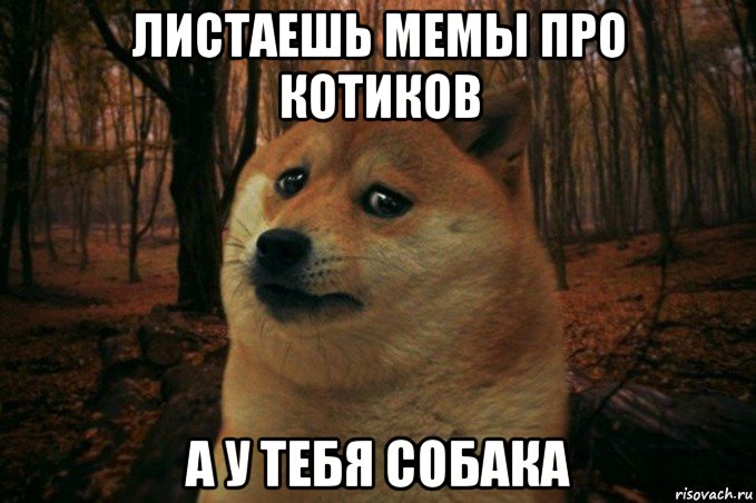 листаешь мемы про котиков а у тебя собака, Мем SAD DOGE