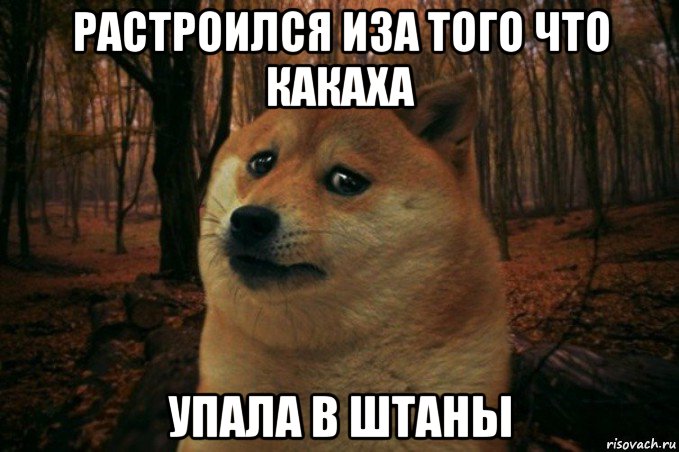 растроился иза того что какаха упала в штаны, Мем SAD DOGE