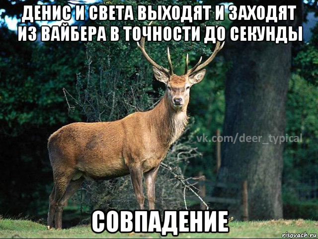 денис и света выходят и заходят из вайбера в точности до секунды совпадение, Мем Паблик Типичный олень