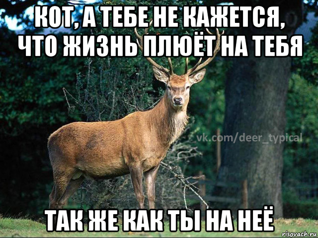 кот, а тебе не кажется, что жизнь плюёт на тебя так же как ты на неё