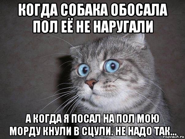 когда собака обосала пол её не наругали а когда я посал на пол мою морду кнули в сцули. не надо так..., Мем  удивлённый кот