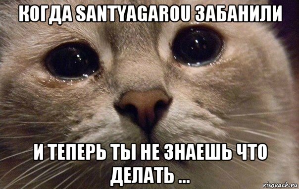 когда santyagarou забанили и теперь ты не знаешь что делать ..., Мем   В мире грустит один котик