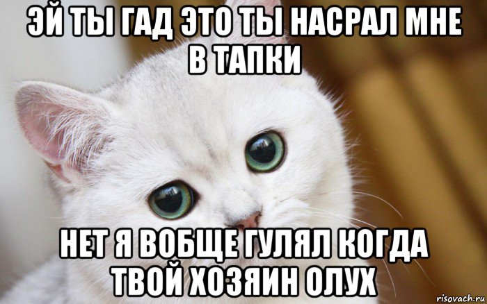 эй ты гад это ты насрал мне в тапки нет я вобще гулял когда твой хозяин олух, Мем  В мире грустит один котик