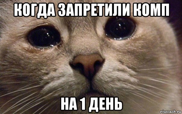 когда запретили комп на 1 день, Мем   В мире грустит один котик