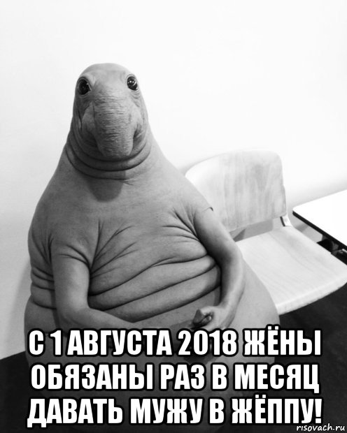  с 1 августа 2018 жёны обязаны раз в месяц давать мужу в жёппу!, Мем  Ждун