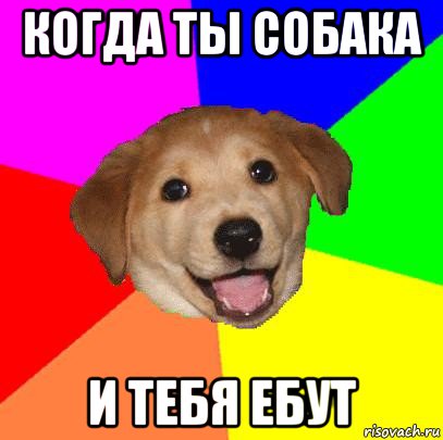 когда ты собака и тебя ебут, Мем Advice Dog