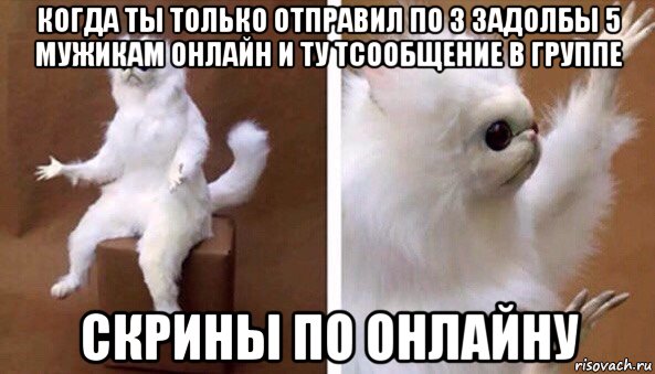 когда ты только отправил по 3 задолбы 5 мужикам онлайн и ту тсообщение в группе скрины по онлайну, Мем Чучело кота