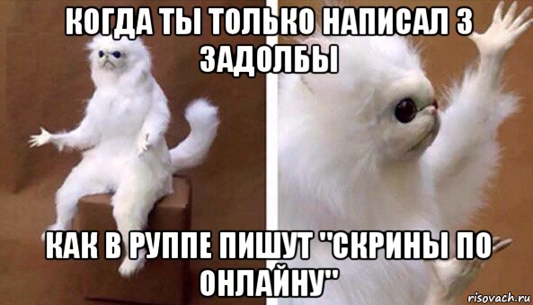 когда ты только написал 3 задолбы как в руппе пишут "скрины по онлайну", Мем Чучело кота