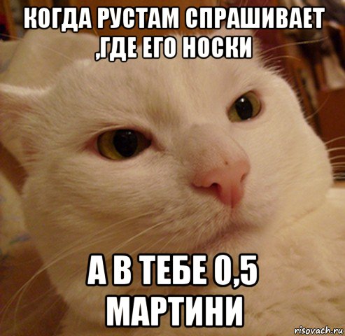 когда рустам спрашивает ,где его носки а в тебе 0,5 мартини, Мем Дерзкий котэ