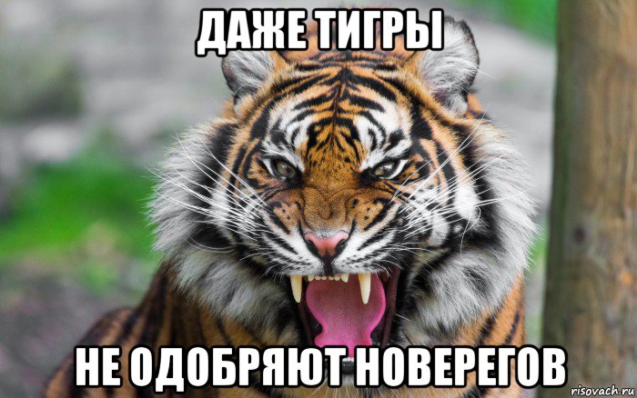 даже тигры не одобряют новерегов, Мем ДЕРЗКИЙ ТИГР