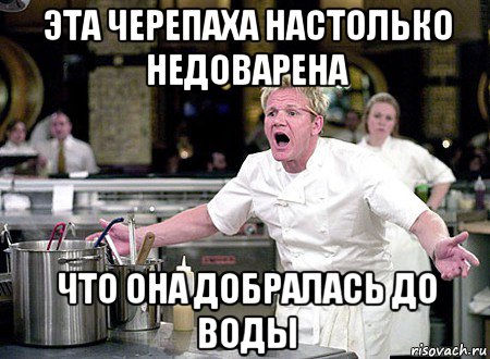 эта черепаха настолько недоварена что она добралась до воды, Мем Гордон Рамзи