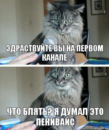 Здраствуйте вы на первом канале что блять? я думал это пенивайс, Комикс  кот с микрофоном