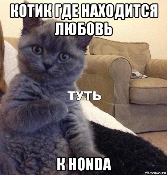 котик где находится любовь к honda, Мем Котик - Туть