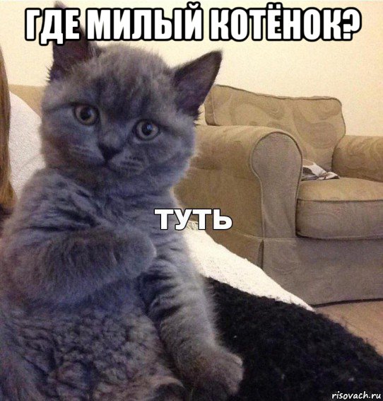 где милый котёнок? , Мем Котик - Туть