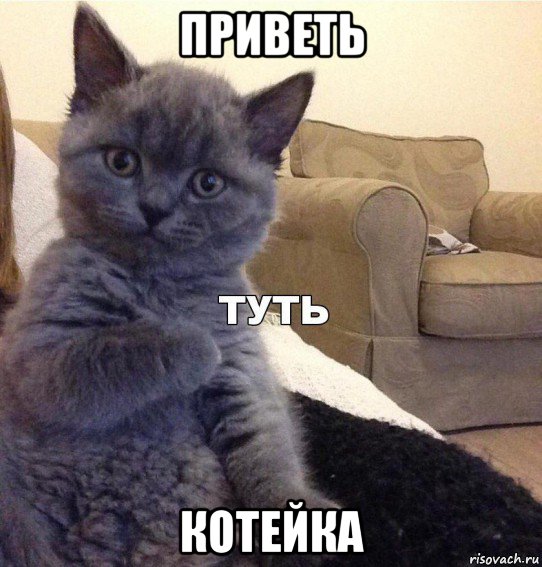 приветь котейка