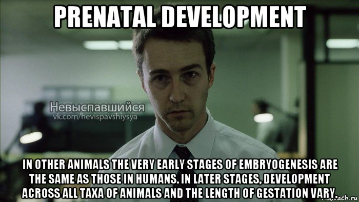 prenatal development in other animals the very early stages of embryogenesis are the same as those in humans. in later stages, development across all taxa of animals and the length of gestation vary., Мем Невыспавшийся