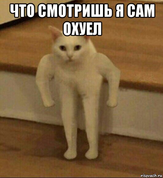 что смотришь я сам охуел , Мем  Полукот