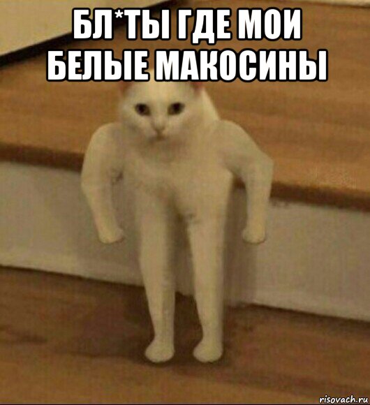 бл*ты где мои белые макосины , Мем  Полукот