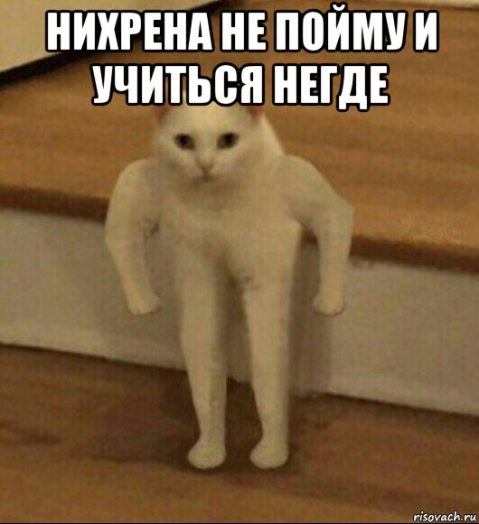 нихрена не пойму и учиться негде , Мем  Полукот