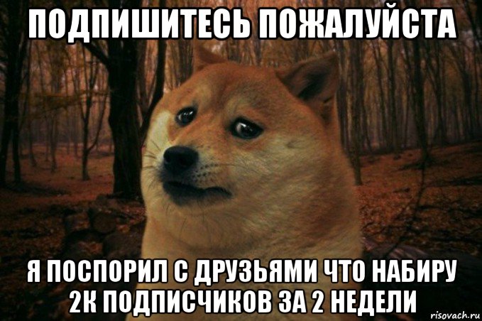 подпишитесь пожалуйста я поспорил с друзьями что набиру 2к подписчиков за 2 недели, Мем SAD DOGE