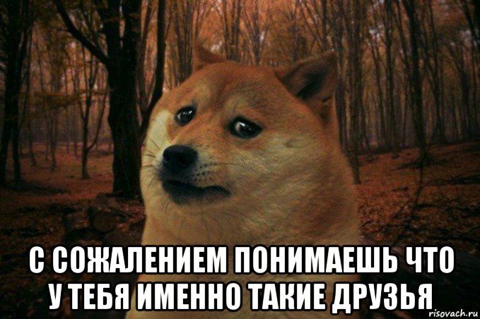  с сожалением понимаешь что у тебя именно такие друзья, Мем SAD DOGE