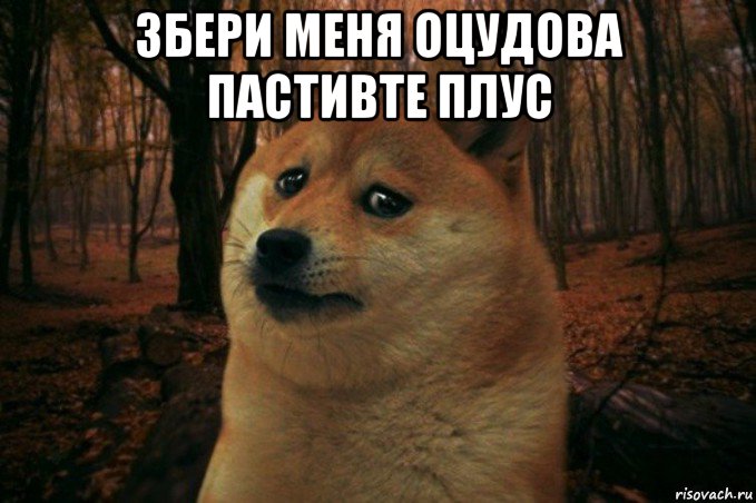 збери меня оцудова пастивте плус , Мем SAD DOGE