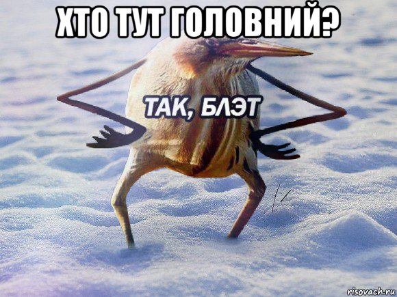 хто тут головний? , Мем  Так блэт птица с руками