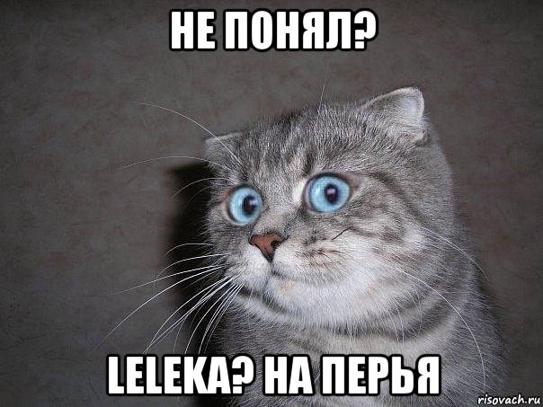 не понял? leleka? на перья, Мем  удивлённый кот