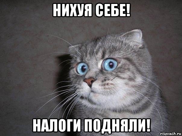 нихуя себе! налоги подняли!, Мем  удивлённый кот