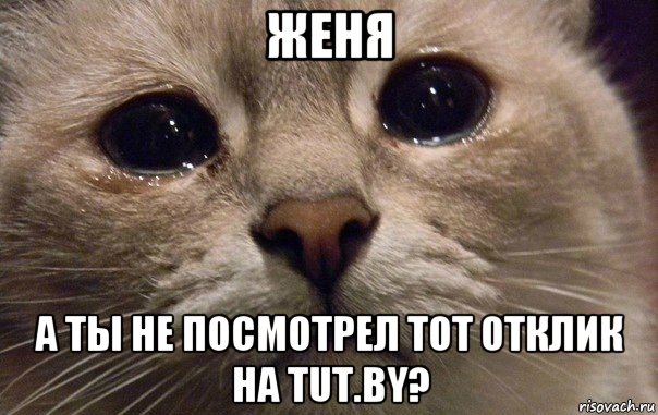 женя а ты не посмотрел тот отклик на tut.by?, Мем   В мире грустит один котик