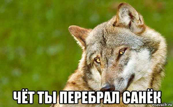  чёт ты перебрал санёк, Мем   Volf