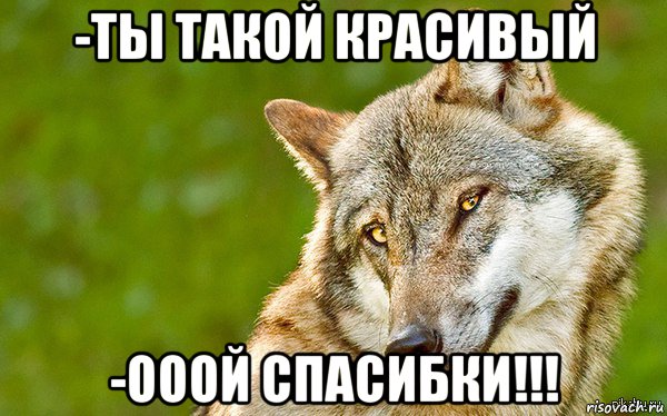 -ты такой красивый -ооой спасибки!!!, Мем   Volf