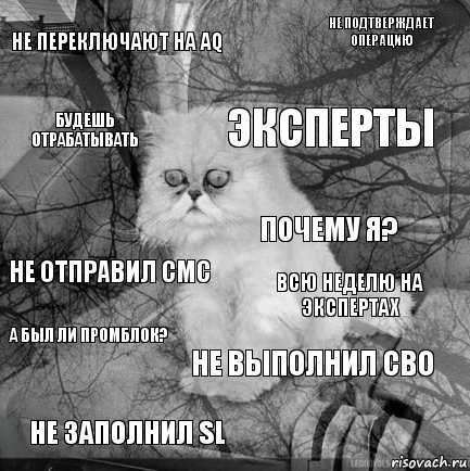 не переключают на AQ всю неделю на экспертах эксперты не заполнил sl не отправил смс не подтверждает операцию не выполнил сво будешь отрабатывать а был ли промблок? почему я?, Комикс  кот безысходность