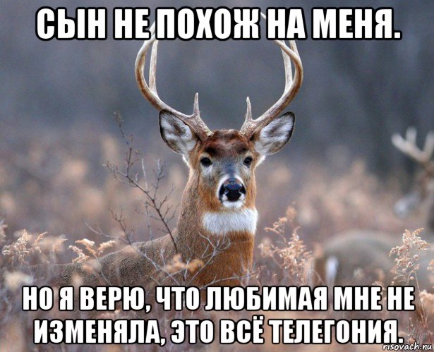 сын не похож на меня. но я верю, что любимая мне не изменяла, это всё телегония., Мем   Наивный олень