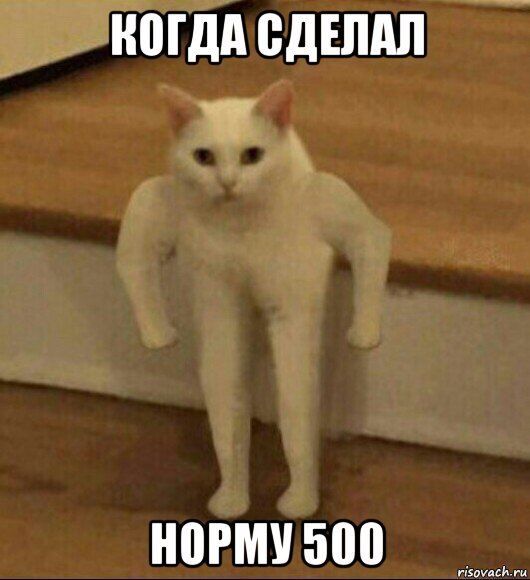 когда сделал норму 500, Мем  Полукот