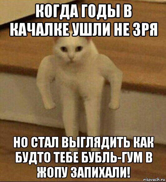 когда годы в качалке ушли не зря но стал выглядить как будто тебе бубль-гум в жопу запихали!, Мем  Полукот