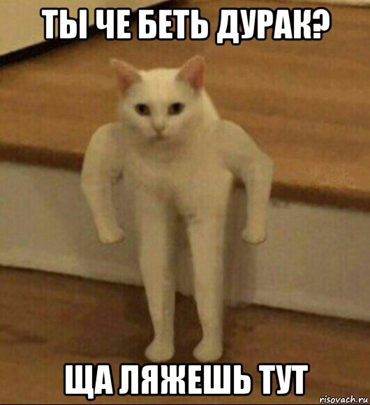 ты че беть дурак? ща ляжешь тут, Мем  Полукот