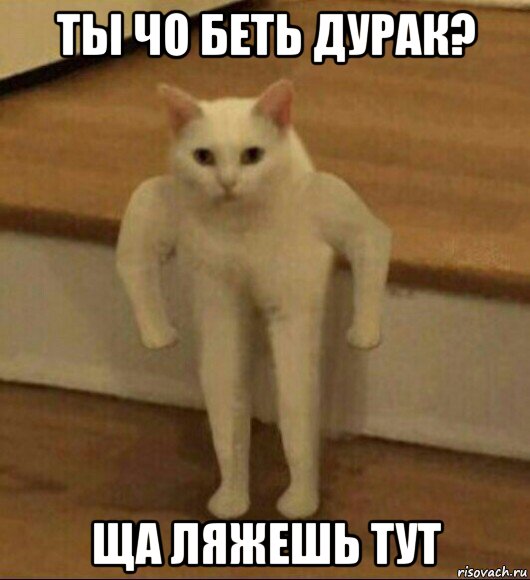 ты чо беть дурак? ща ляжешь тут, Мем  Полукот