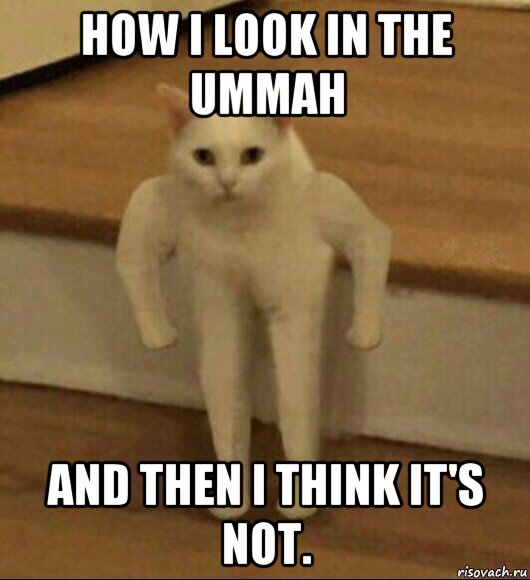 how i look in the ummah and then i think it's not., Мем  Полукот