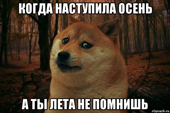 когда наступила осень а ты лета не помнишь, Мем SAD DOGE