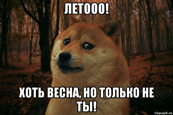 летооо! хоть весна, но только не ты!, Мем SAD DOGE