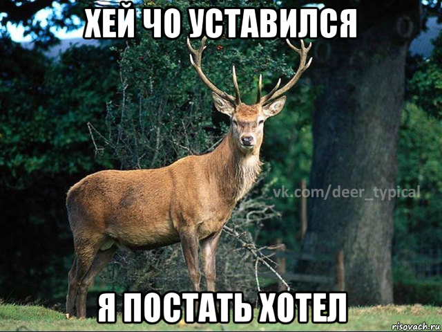 хей чо уставился я постать хотел, Мем Паблик Типичный олень