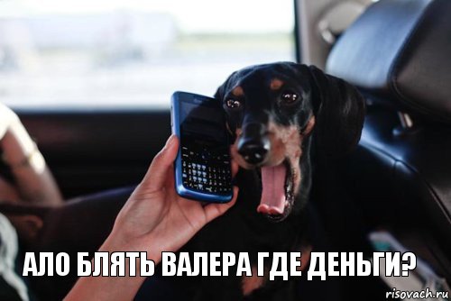  ало блять валера где деньги?, Комикс this is dog