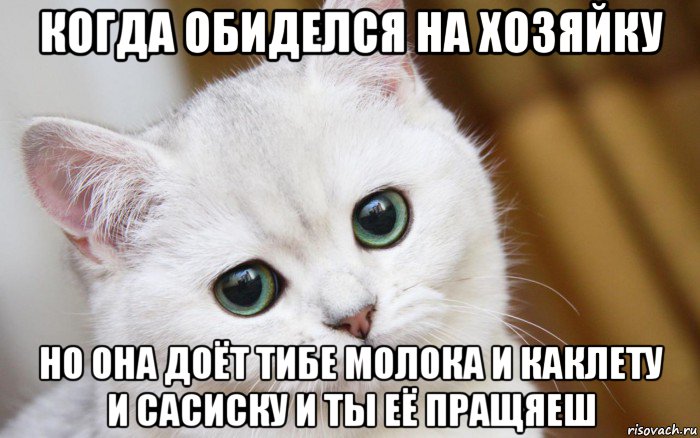 когда обиделся на хозяйку но она доёт тибе молока и каклету и сасиску и ты её пращяеш, Мем  В мире грустит один котик