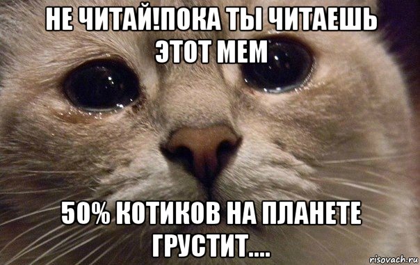 не читай!пока ты читаешь этот мем 50% котиков на планете грустит...., Мем   В мире грустит один котик