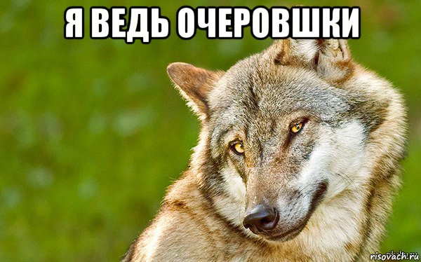 я ведь очеровшки , Мем   Volf