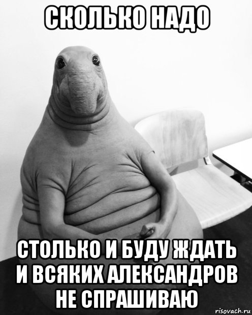 сколько надо столько и буду ждать и всяких александров не спрашиваю, Мем  Ждун